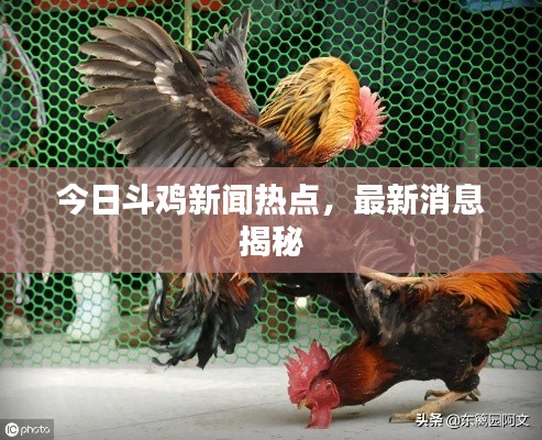 今日斗鸡新闻热点,最新消息揭秘