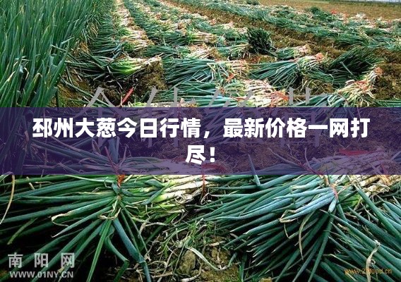 邳州大葱今日行情,最新价格一网打尽!