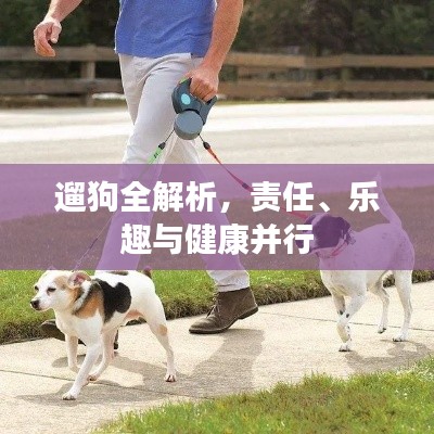 遛狗全解析,责任、乐趣与健康并行