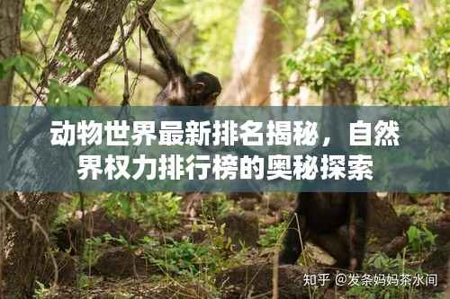 动物世界最新排名揭秘,自然界权力排行榜的奥秘探索